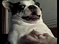 Un Boston Terrier adore qu on lui chatouille le ventre | BahVideo.com