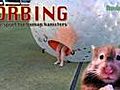 popSiren Bite - Zorbing The Sport for Human  | BahVideo.com