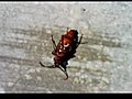 Biggest Cockroach - Would NOT die  | BahVideo.com
