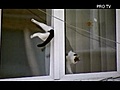 Take a Look Cat Stuck in Window | BahVideo.com