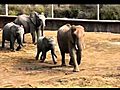 Zoo Safari Elephant Herd | BahVideo.com