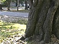 Stock Footage - Fighting Squirrels 2006  | BahVideo.com