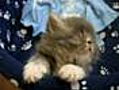 Sleepy Kitten | BahVideo.com