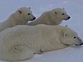 Polar Bears amp Polar Bear Plunge | BahVideo.com