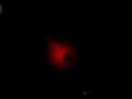 Latest Photos of Nibiru planet X | BahVideo.com