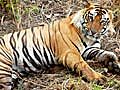Tiger census 295 tigers added population  | BahVideo.com