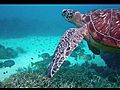 Friendly Girl Turtle Still OK Snorkeling Australia | BahVideo.com