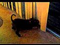 blue pitbull roscoe vs the blinds jacket amp screen door | BahVideo.com