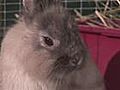 How To Identify Different Breeds Of Rabbits | BahVideo.com