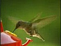 Vliegende Kolibri | BahVideo.com