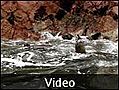 Sea Lion Video - Soap Box Peru | BahVideo.com
