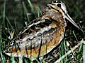 Snipe Woodcock Hunting At Night | BahVideo.com