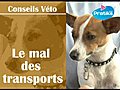 Le mal des transports des chiens et chats | BahVideo.com