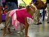 Pups Show Off Costumes In Anticipation of  | BahVideo.com