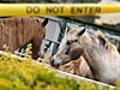 Hendra virus kills a horse in Queensland | BahVideo.com