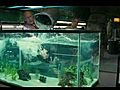 Piranha 3D - Official Trailer HD  | BahVideo.com