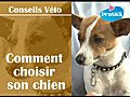 Comment choisir son chien | BahVideo.com