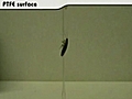 Cockroach comes a cropper | BahVideo.com