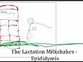 The Lactation Milkshakes - Epididymis | BahVideo.com