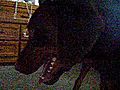 My doberman is ticklish | BahVideo.com