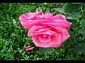Rosas de libertad | BahVideo.com