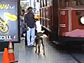 Ka an kovalanir Tramvaya asik olan k pek  | BahVideo.com