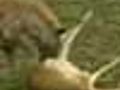 Antelope plays dead | BahVideo.com