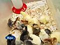 Backyard Chicken Coop | BahVideo.com