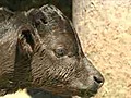 Nace muerto el segundo clon de toro de lidia | BahVideo.com