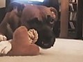 Funny Time Lapse Of Dog Destroying Toy | BahVideo.com