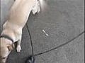Preventing Aggressive Behavior in a Puppy | BahVideo.com