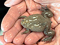UC Berkeley News First Frog Genome Sequenced | BahVideo.com