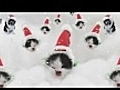 Jingle The Red Nosed Kitten HD SCREEN TEST 009B | BahVideo.com