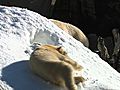 Polar Bear Snow | BahVideo.com