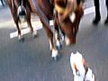 clydethe bull dog kissing a horse | BahVideo.com