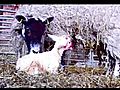 new born lamb finds its legs | BahVideo.com
