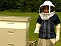 Boy On A Bee-Keeping Mission | BahVideo.com