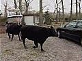 Cows on the run | BahVideo.com