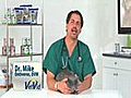 How to Care for Your Cat with FLUTD | BahVideo.com