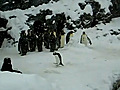 Penguin Gets Happy Feet | BahVideo.com