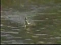 Basilisk lizard runs on water | BahVideo.com