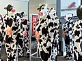 AirTran Criticizes Southwest s Cattle Call | BahVideo.com