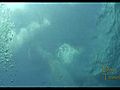 The Dolphin Experience in Grand Bahama Island | BahVideo.com