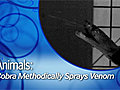News Cobras Methodically Spray Venom | BahVideo.com