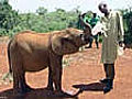Waisenhaus f r Elefanten Mutterlos durch Wilderei | BahVideo.com