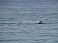 Egitto - Arrivano i delfini 3 - Dolphin House 3 | BahVideo.com
