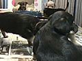 kissey and mooch s pups 5 wks old 3 mpg | BahVideo.com