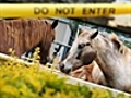 Hendra virus kills horse in Qld | BahVideo.com