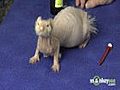 Learn how to Take Care of a Ferret | BahVideo.com