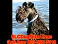 Dog Boarder Salt Lake SLC Dog Sitting  | BahVideo.com